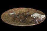 Round Fossil Goniatite Dish #73982-2